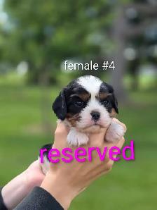 Cavalier puppies - Photo 4