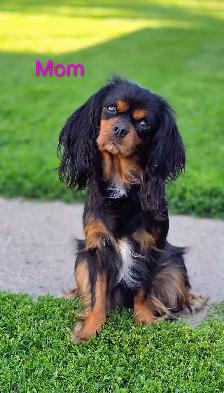 Cavalier puppies - Photo 5