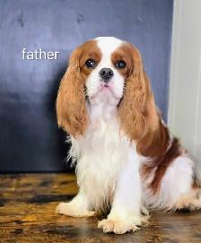 Cavalier puppies - Photo 6