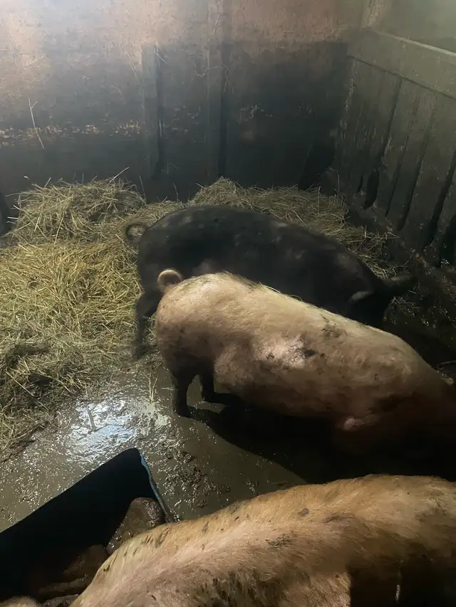 Female pigs