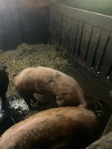 Female pigs - Photo 2