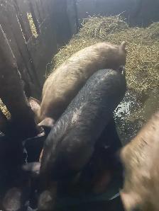 Female pigs - Photo 3