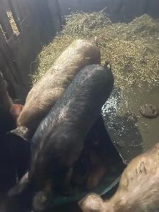 Female pigs - Photo 4
