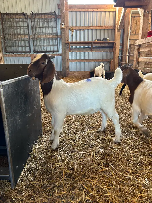 Boer Bucklings