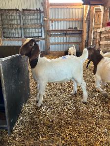 Boer Bucklings