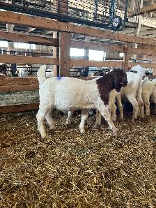 Boer Bucklings - Photo 2