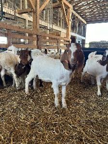Boer Bucklings - Photo 3