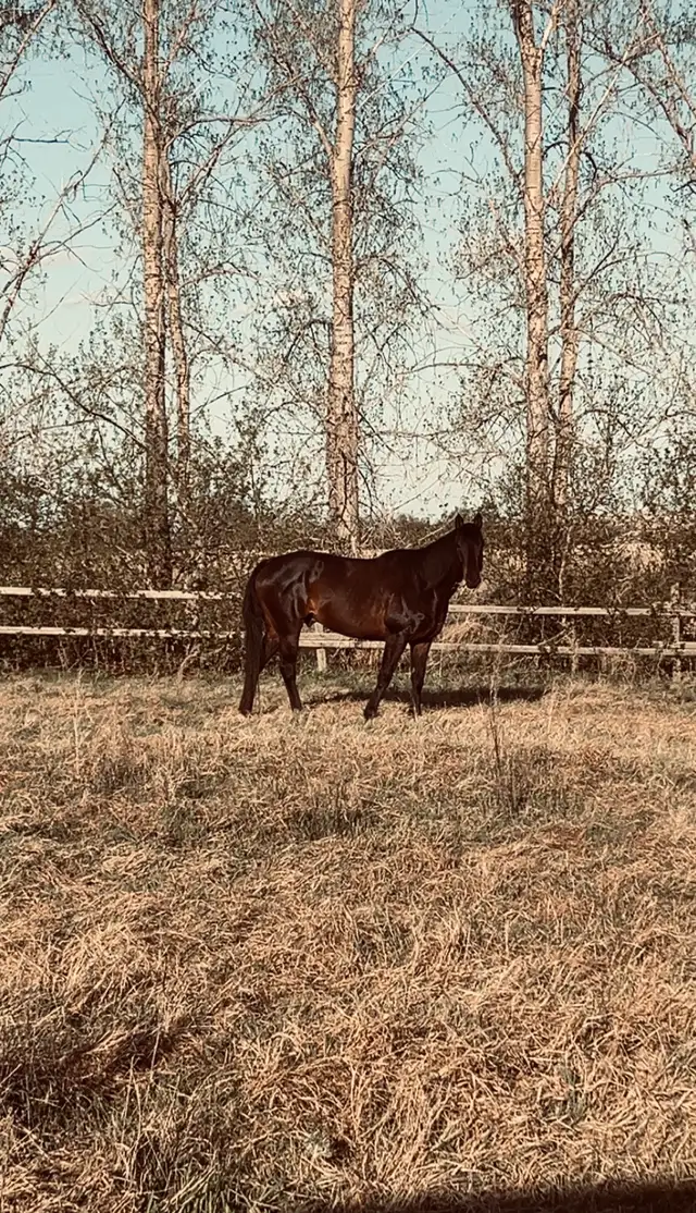 Grade gelding for sale