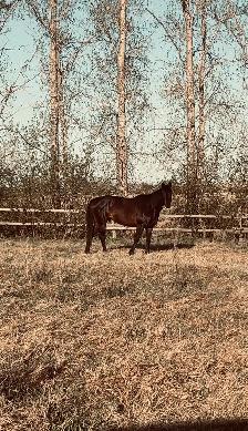 Grade gelding for sale