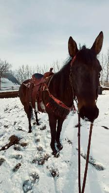 Grade gelding for sale - Photo 2