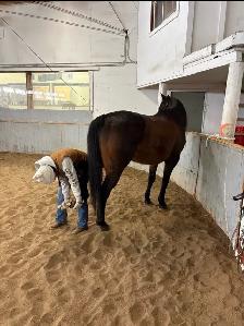Grade gelding for sale - Photo 3