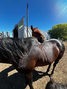 Grade gelding for sale - Photo 4