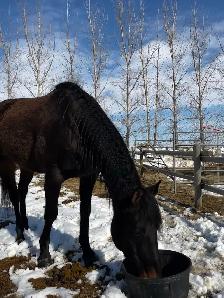 Grade gelding for sale - Photo 5