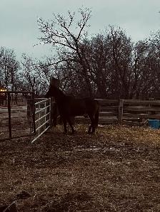 Grade gelding for sale - Photo 6