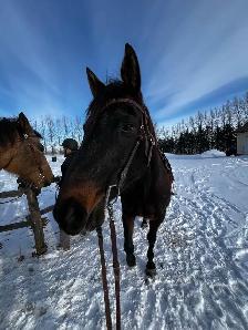 Grade gelding for sale - Photo 8