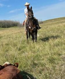 Grade gelding for sale - Photo 9