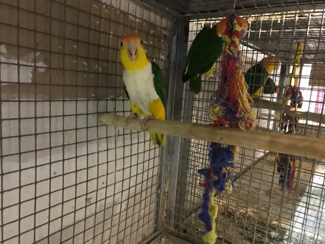 Baby's White Belly Caique.
