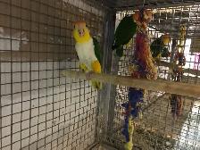 Baby's White Belly Caique.