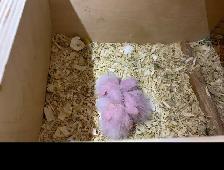 Baby's White Belly Caique. - Photo 2