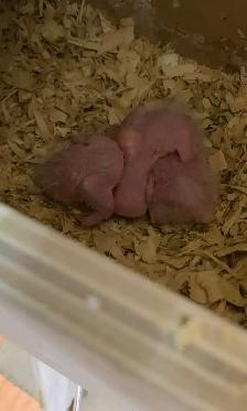 Baby's White Belly Caique. - Photo 3