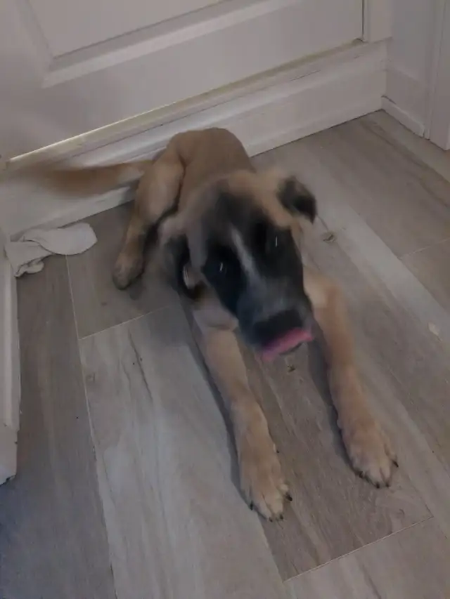 puppy looking for a good home asap