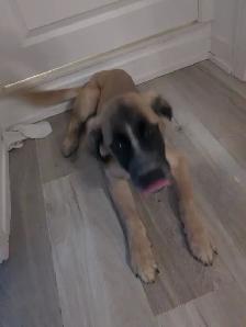 puppy looking for a good home asap