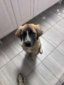 puppy looking for a good home asap - Photo 2