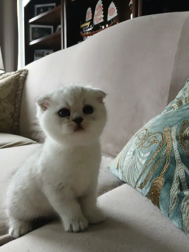 Scottish fold kittens ready for new home