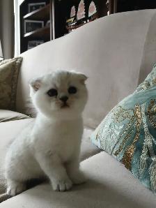 Scottish fold kittens ready for new home