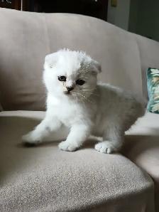 Scottish fold kittens ready for new home - Photo 2