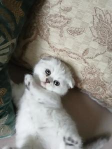 Scottish fold kittens ready for new home - Photo 3