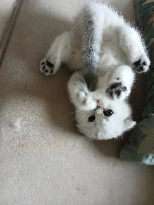 Scottish fold kittens ready for new home - Photo 4