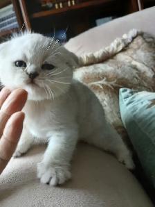 Scottish fold kittens ready for new home - Photo 5