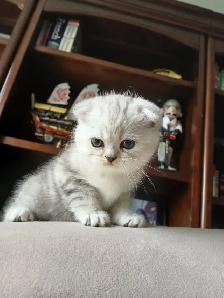Scottish fold kittens ready for new home - Photo 6