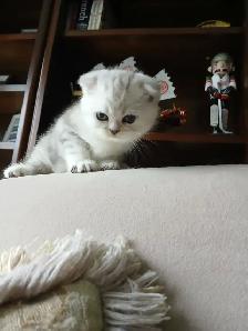 Scottish fold kittens ready for new home - Photo 7