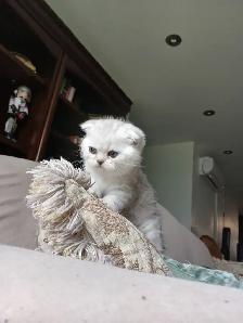 Scottish fold kittens ready for new home - Photo 8