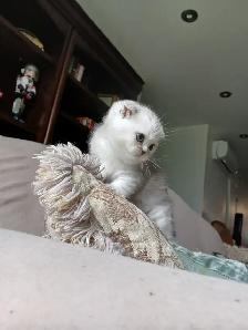 Scottish fold kittens ready for new home - Photo 9
