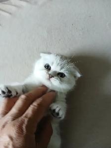 Scottish fold kittens ready for new home - Photo 10