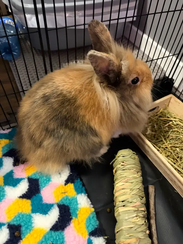 Adorable Bunny Looking for a Loving Home