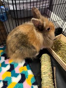 Adorable Bunny Looking for a Loving Home