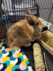 Adorable Bunny Looking for a Loving Home - Photo 3