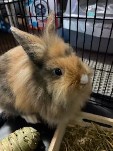 Adorable Bunny Looking for a Loving Home - Photo 4