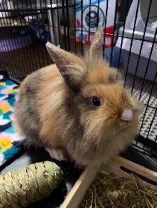Adorable Bunny Looking for a Loving Home - Photo 5