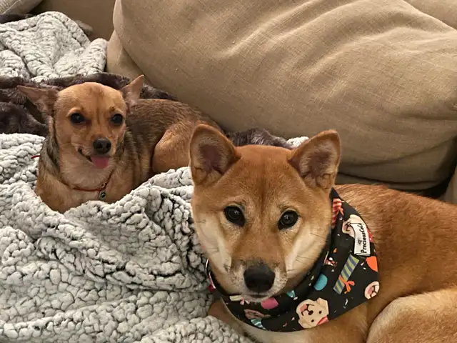 A family home for your furry baby