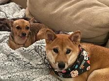 A family home for your furry baby