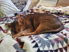 A family home for your furry baby - Photo 2