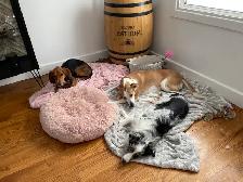 A family home for your furry baby - Photo 3
