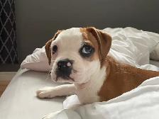A family home for your furry baby - Photo 4