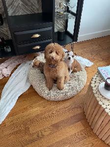 A family home for your furry baby - Photo 5