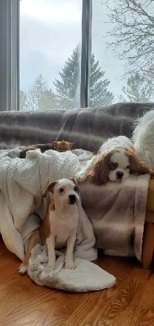 A family home for your furry baby - Photo 6